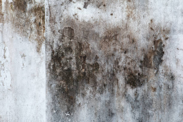 Best Residential Mold Inspection & Testing  in Cedar Mill, OR