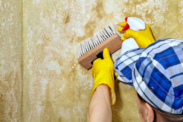 Best Emergency Mold Remediation  in Cedar Mill, OR