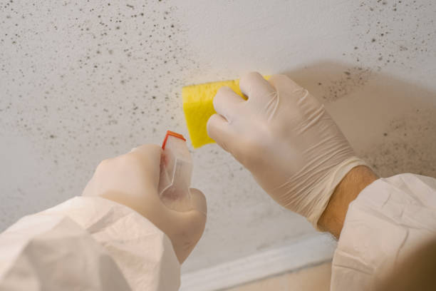 Best Mold Remediation for Healthcare Facilities  in Cedar Mill, OR
