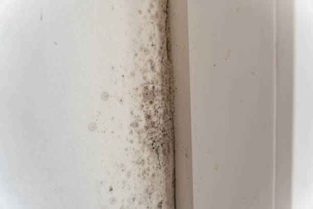Best Forensic Mold Investigation  in Cedar Mill, OR